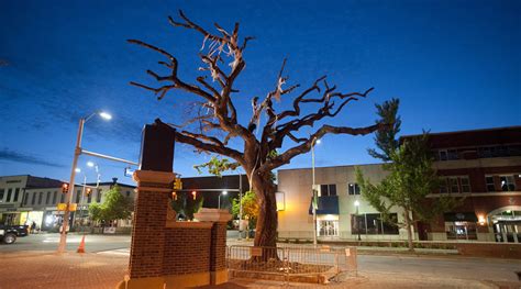 auburn university tree poisoning